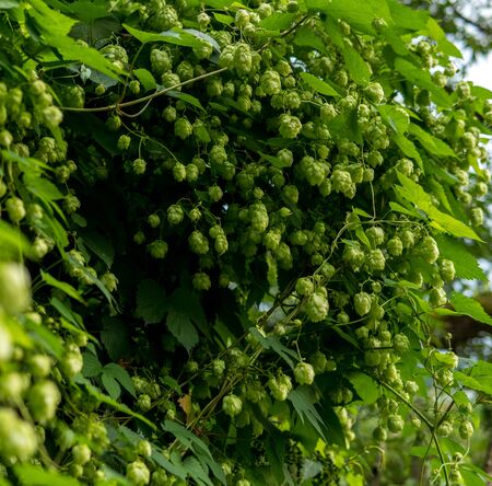 close up of green fruits and leaves of common hop plant which is a beer ingredient