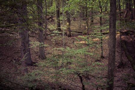 landscape inside of a temperate deciduous forest in europe at the beginning of autumn