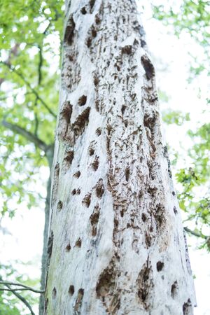 close up of an old pine eaten by bark beatles