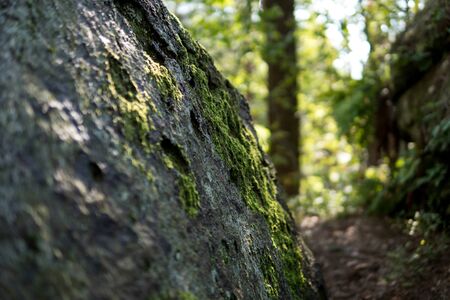 detail of large sandstone rocks in nature Reserve Rocks in Krynki in ÅwiÄtokrzyskie Voivodeship in Polandの写真素材