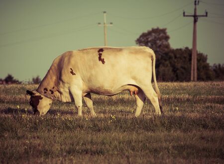 detail of a cow eating grass in the field