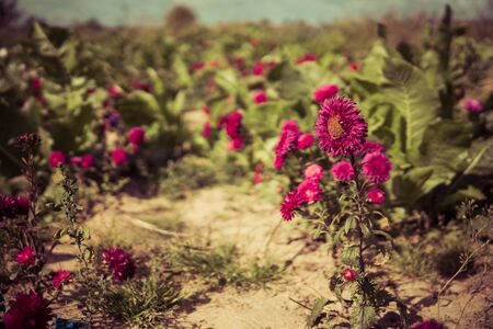 detail of a pink flowers of chrysanthemum growing in the fieldの写真素材