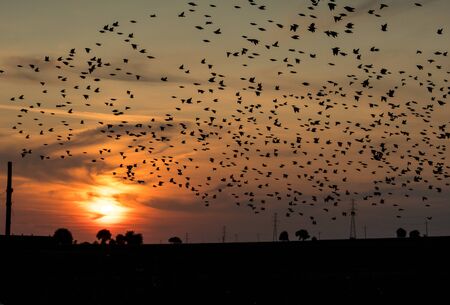landscape with flock of birds flying over fields during sunset