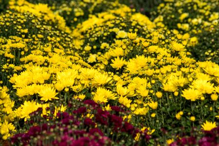 a lot of colorful chrysanthemum flowers inside of a greenhouseの写真素材