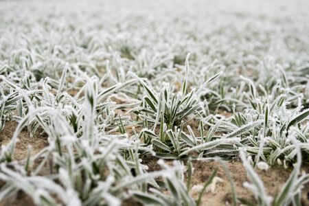 detail of small wheat growing in the field in rural area covered with frost during winter season in...