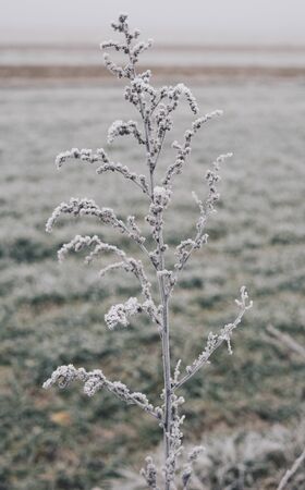 weeds and herbs covered with hoar frost in a foggy day during winter seasonの写真素材