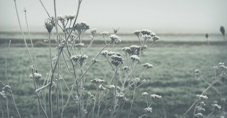 weeds and herbs covered with hoar frost in a foggy day during winter seasonの写真素材