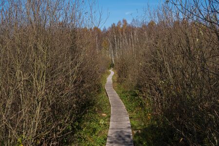 wooden path through a marsh terrain with trees growing on both sidesの写真素材