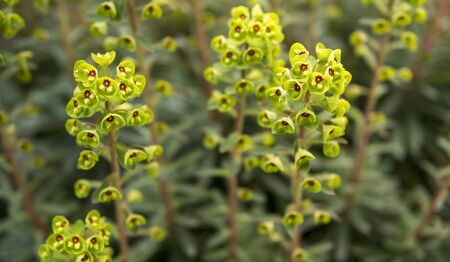 detail of green leaves and flowers of plant growing in a gardenの写真素材