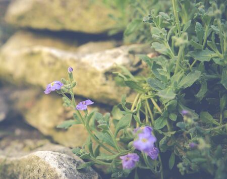 detail of small purple flower growing on a limestone rocks during springtimeの写真素材
