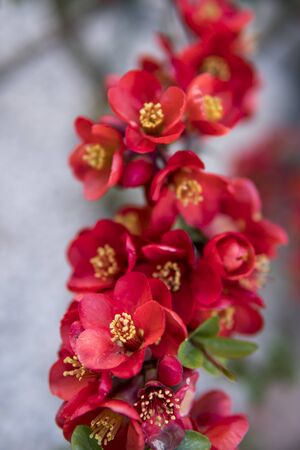 detail of red flowers of quince plant during spring seasonの写真素材