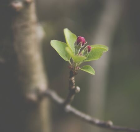 close up of small buds of apple tree flowersの写真素材