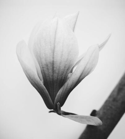 black and white photo of  magnolia flowers isolated over white backgroundの写真素材