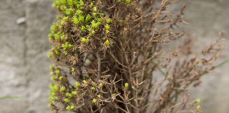 detail of a small evergreen tree almost withered and without needlesの写真素材