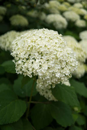 detail of Hydrangea arborescens growing in a garden during summer seasonの写真素材