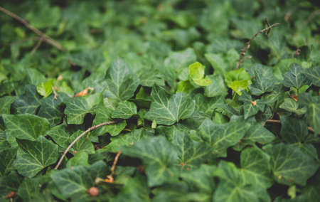 detail of Hedera helix growing in a garden during summer seasonの写真素材