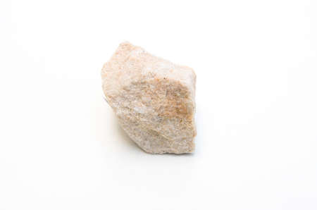 detail of tracheophyta gymnospermopsida fossil isolated over white background