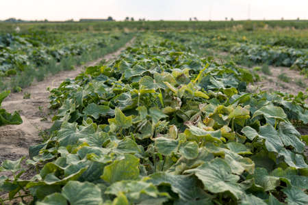 cucumber growing in the field in a rowの写真素材