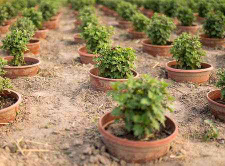 small chrysanthemum plants growing in a pots in the field
