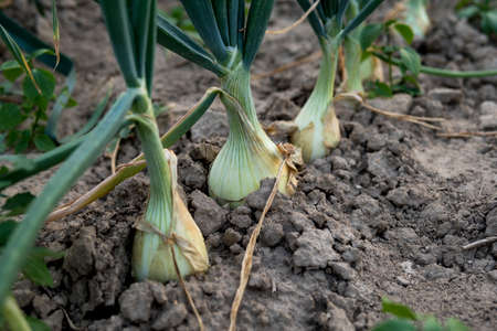 detail of onion growing in the field at ecological plantation in Poland