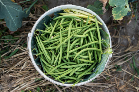 details of a large number of green bean in a white plastic box