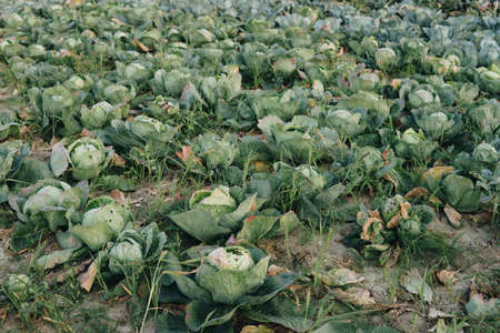 field full of green cabbage growing in a soilの写真素材