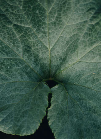 abstract composition of a detail of a green leaf
