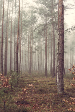 landscape with a forest with tall pine trees during foggy day in the autumn season