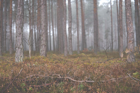 landscape with a forest with tall pine trees during foggy day in the autumn seasonの写真素材