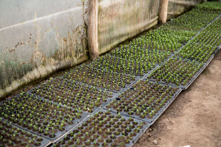 detail of small vegetables growing inside of a greenhouse at beginning of springの写真素材
