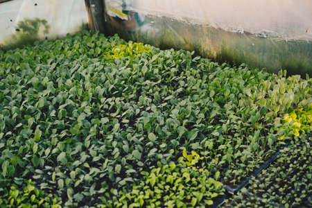small seedlings of plants growing inside of a greenhouse during spring seasonの写真素材