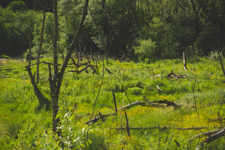 landscape with old fallen trees in a river valley
