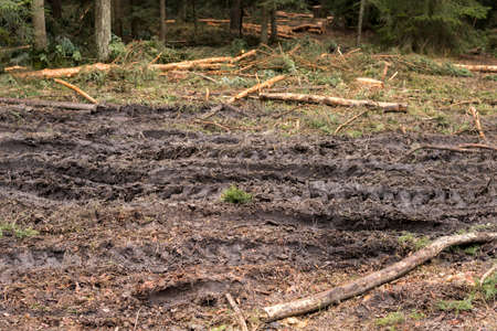 Wet ground with tracks of heavy machinery inside of a forestの写真素材