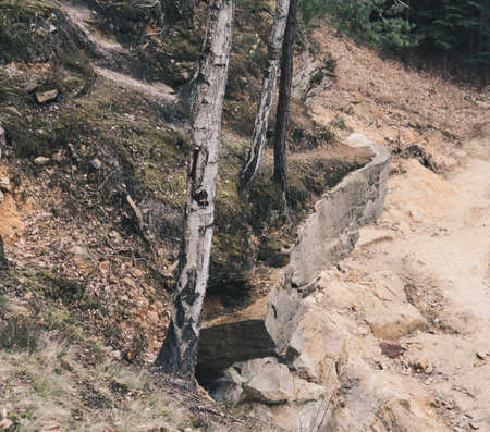 birch tree growing in the abandoned sandstone quarry at the edge of a cliff
