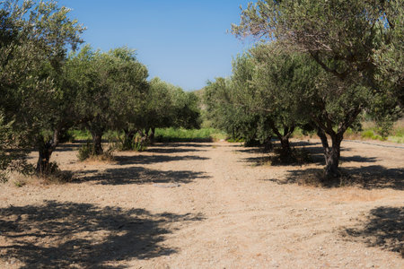 plantation of olive trees during summer season at Greek Island of Rhodes at the Mediterranean Seaの写真素材