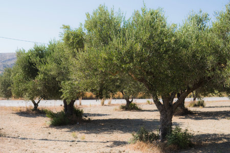 plantation of olive trees during summer season at Greek Island of Rhodes at the Mediterranean Seaの写真素材
