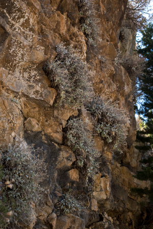Small plants growing on a vertical slope on limestone rocksの写真素材
