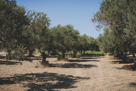plantation of olive trees during summer season at Greek Island of Rhodes at the Mediterranean Seaの写真素材