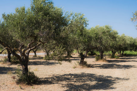 plantation of olive trees during summer season at Greek Island of Rhodes at the Mediterranean Seaの写真素材