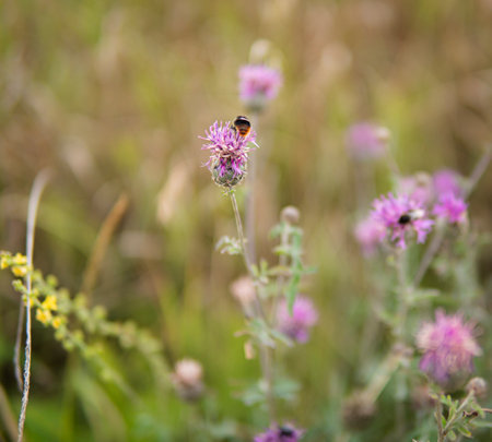 detail of natural herbs with purple flowers growing in the fieldsの写真素材