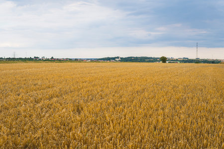 landscape with rye growing in the field just before stromの写真素材
