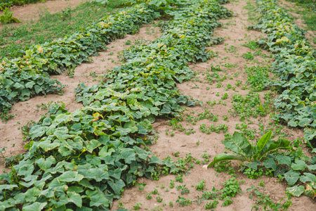 detail of cucumber growing in the fieldの写真素材