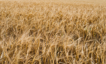 detail of gold rye in the field in the middle of summer season just before harvestの写真素材