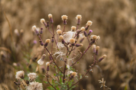detail of natural herbs with flowers growing in the fieldsの写真素材