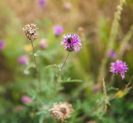 detail of natural herbs with purple flowers growing in the fieldsの写真素材