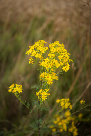 detail of natural herbs with yellow flowers growing in the fieldsの写真素材