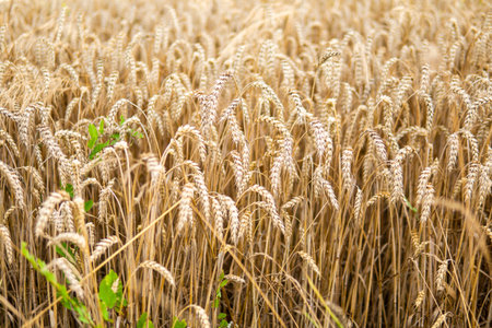 detail of wheat growing in the field just before harvesting in summer seasonの写真素材