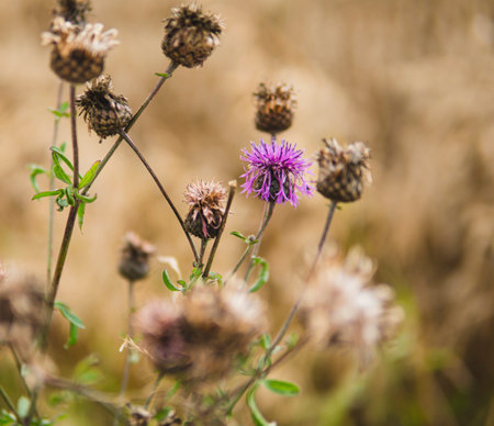 detail of natural herbs with purple flowers growing in the fieldsの写真素材