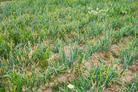 deatil of onion growing in the field in the summer seasonの写真素材