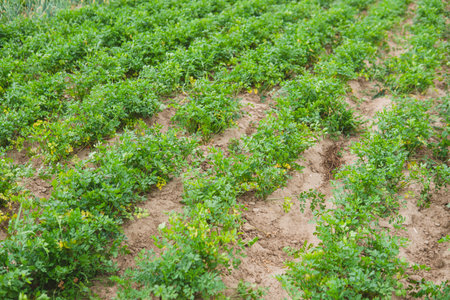 detail of carrot growing in the fieldの写真素材
